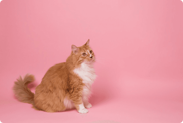 Katt med rosa bakgrund