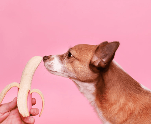 Hund som tittar på en banan
